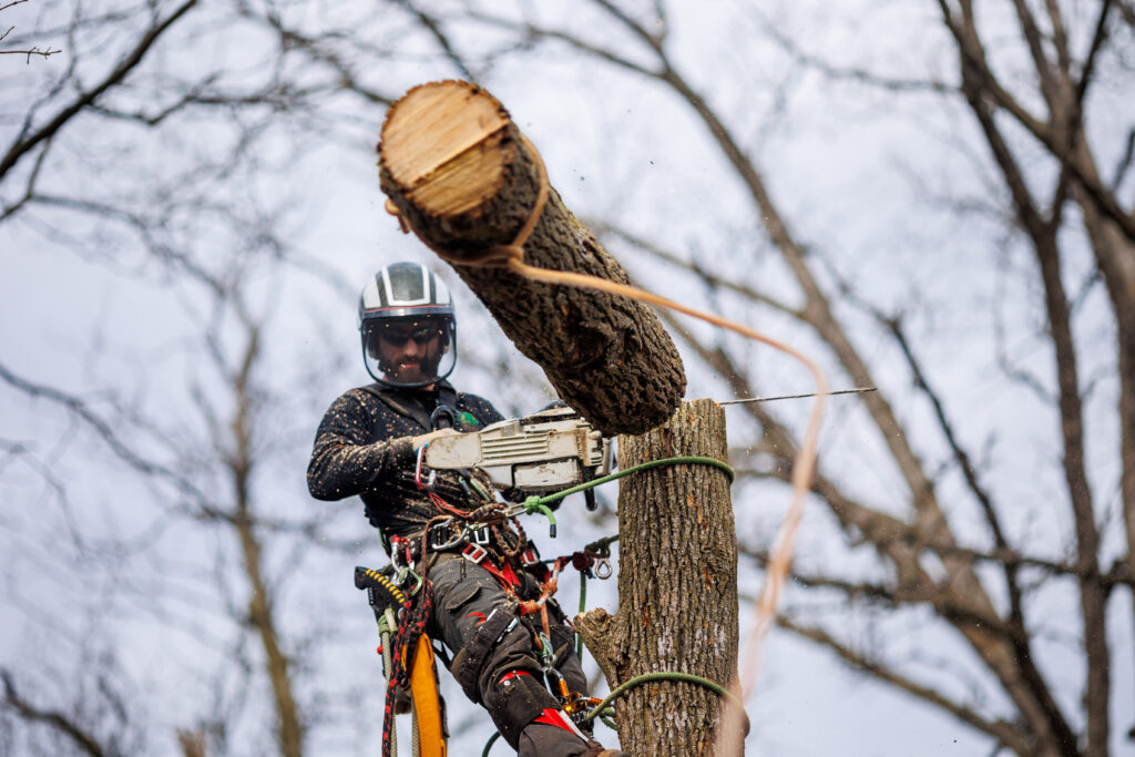 Professional Tree Services in Decatur, IN
