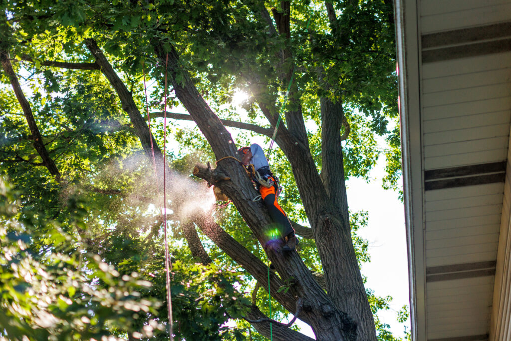 Professional tree care services