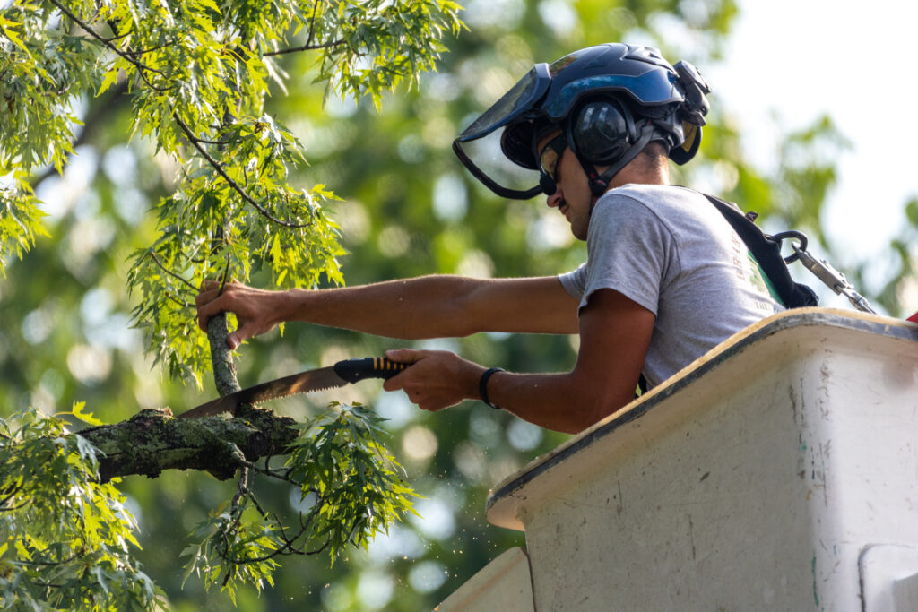 Commercial Clients Tree Services