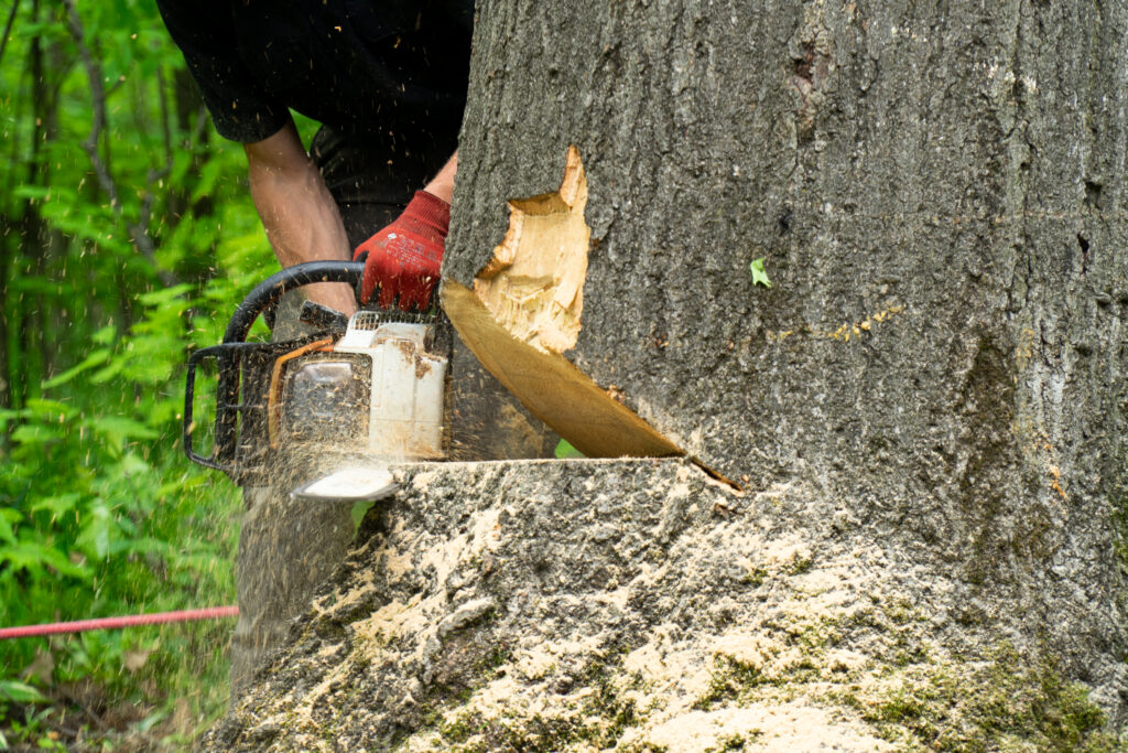 Tree care Services