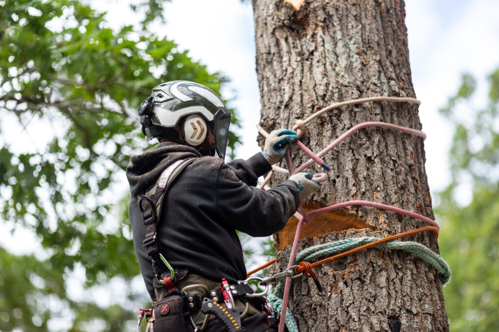 essential knots for tree care