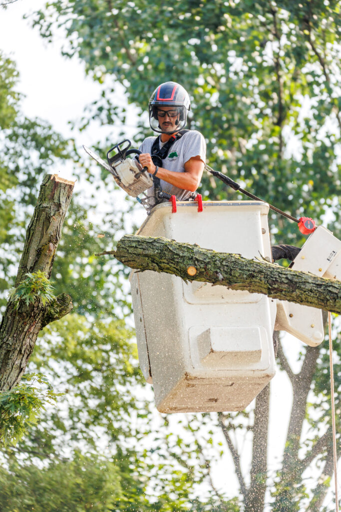 tree care for commercial