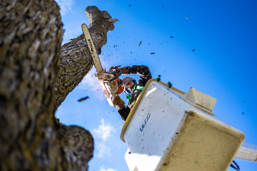 Tree removal, pruning, and tree care