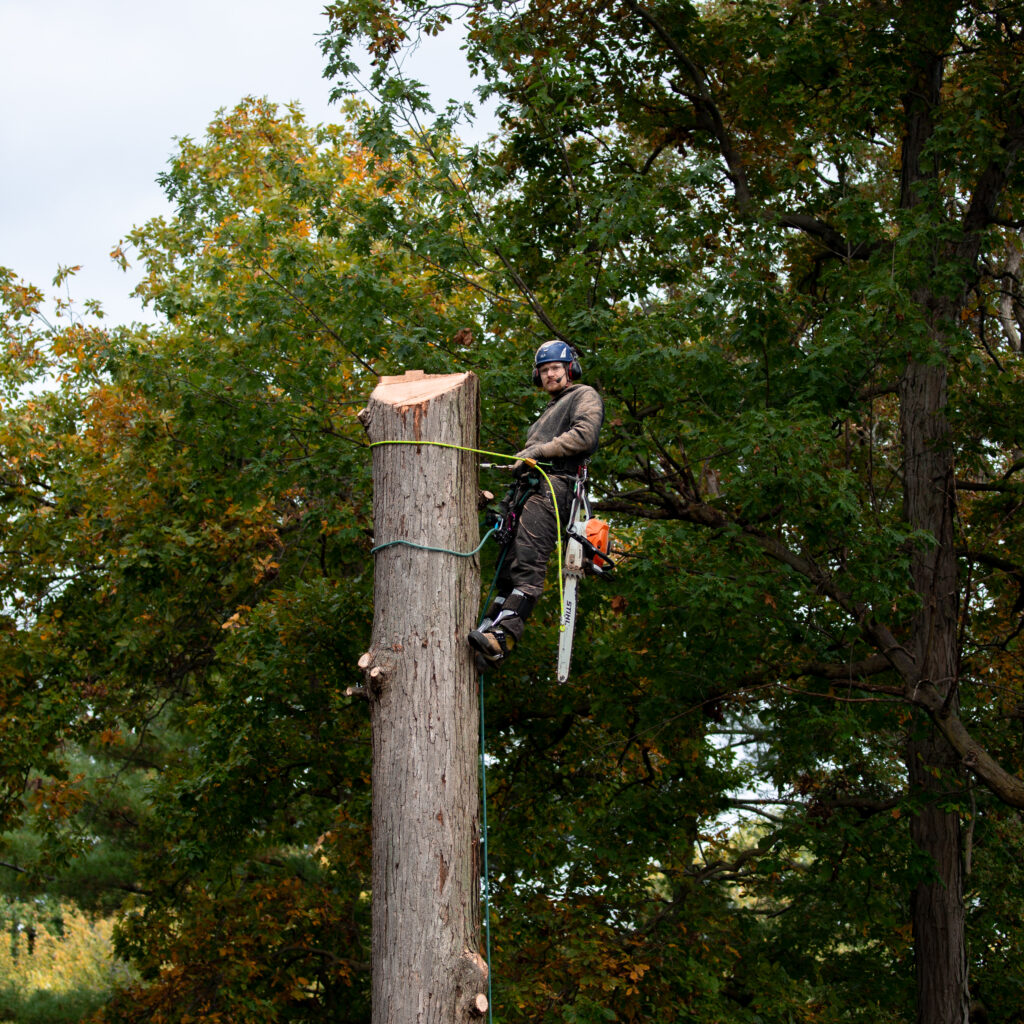 Tree Services in Woodburn, IN
