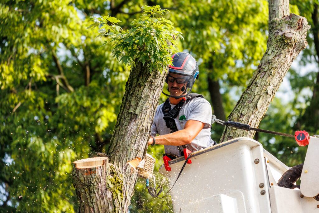 Residential Tree Care Services