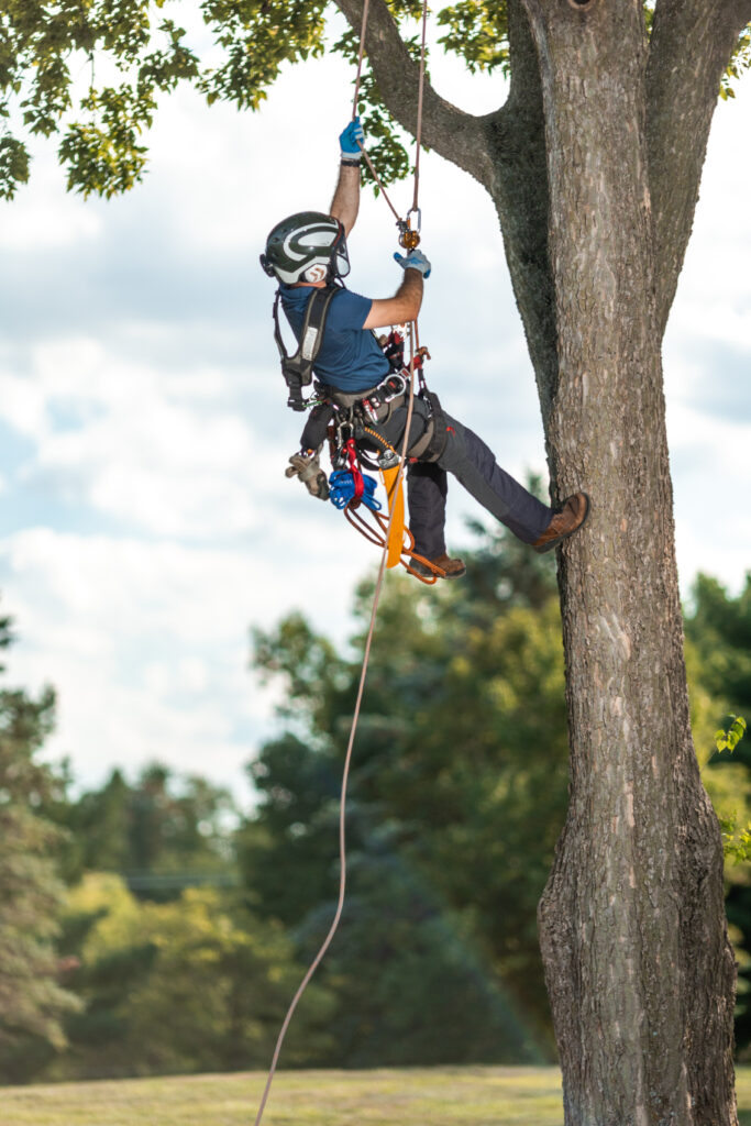 Residential Tree Service Clients in Decatur, IN