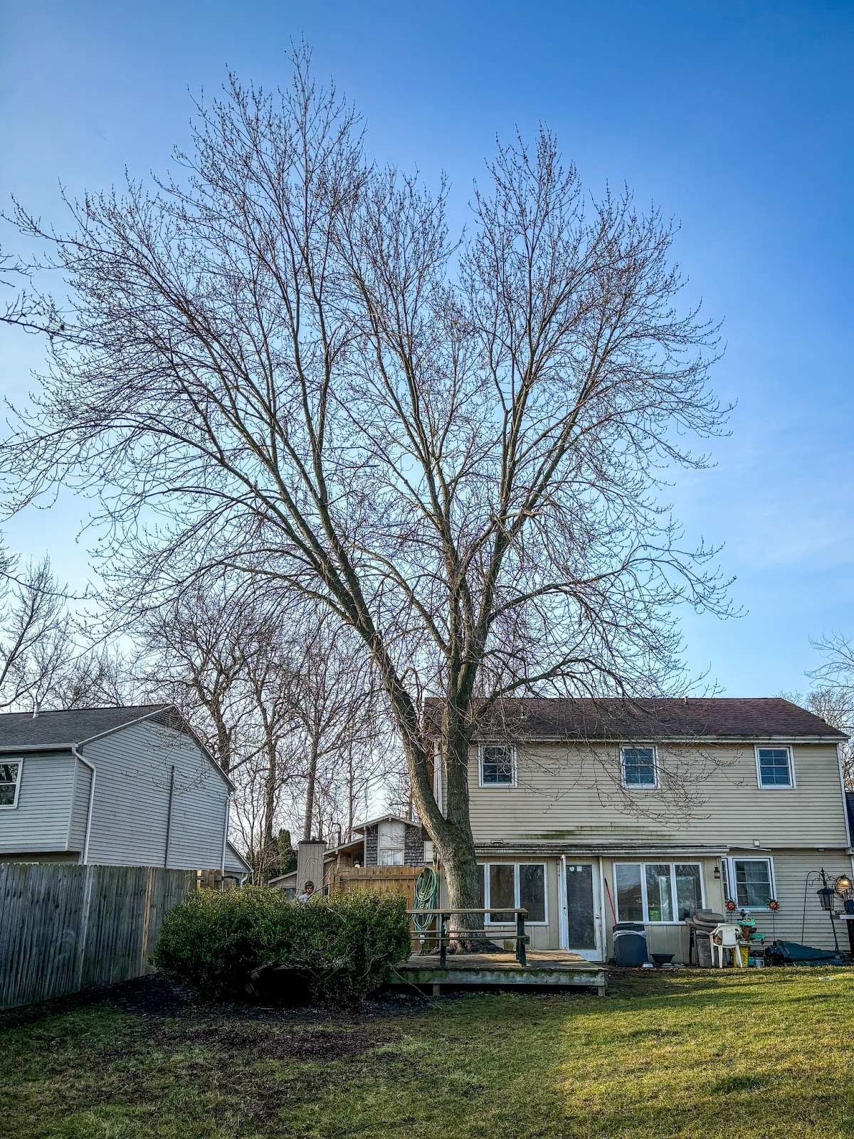 hazardous tree removal in auburn in