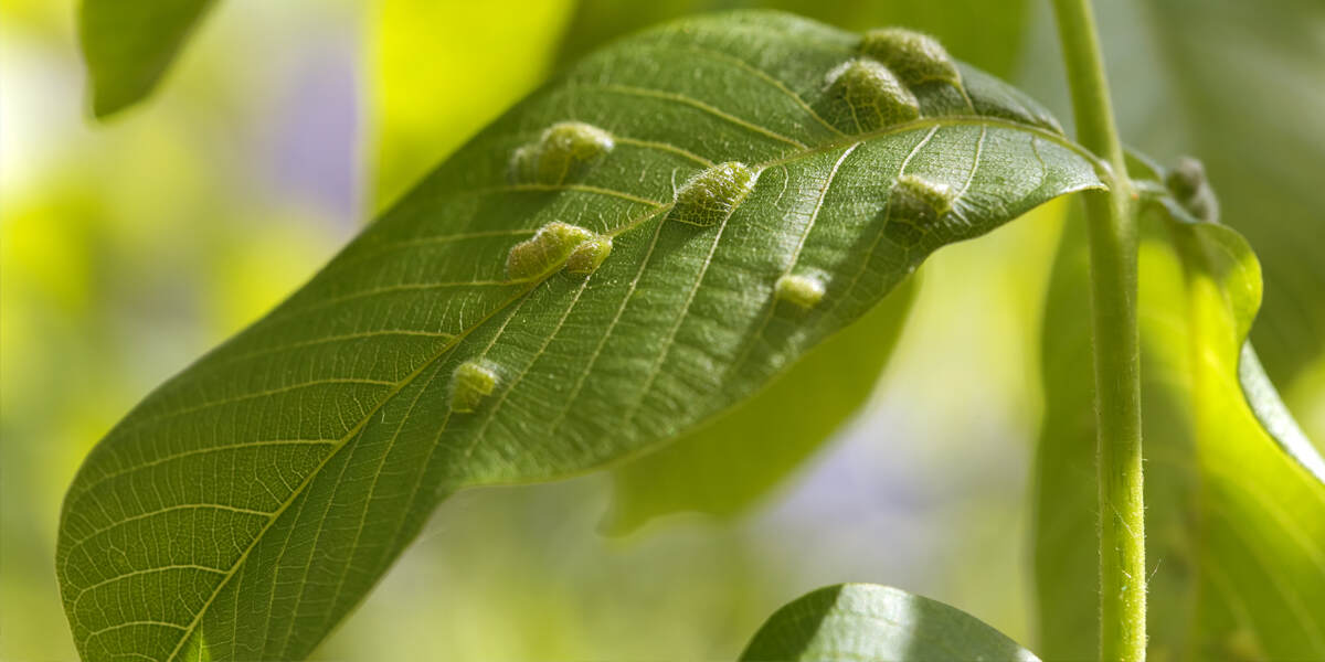 bumps on tree leaves