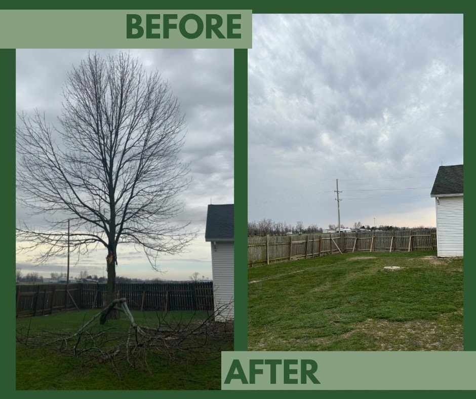 Dead tree with fallen branches before and after removal