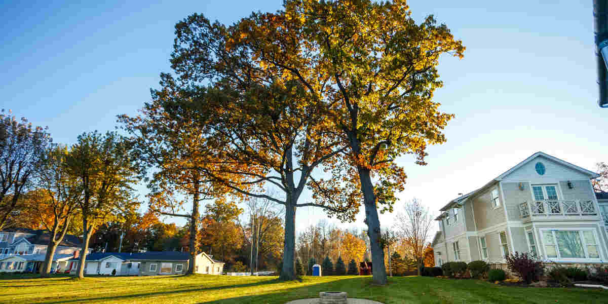 how long does it take for a tree to grow