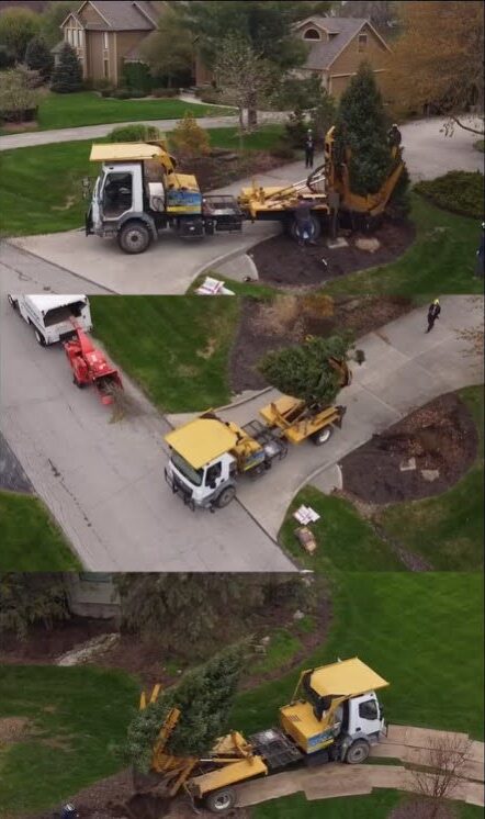 tree relocation in Fort Wayne, IN