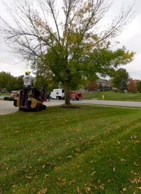 expert tree removal in fort wayne in