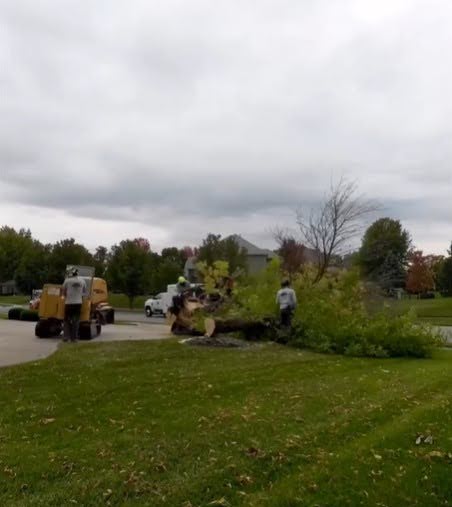 expert tree removal in fort wayne in