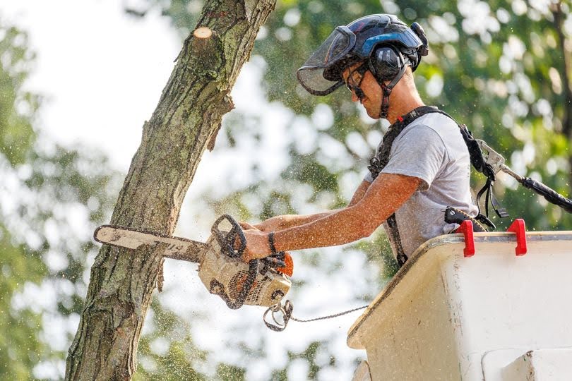 precision spruce tree trimming in albion in