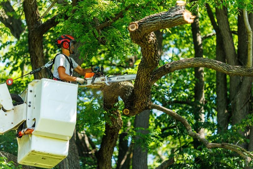 precision spruce tree trimming in albion in