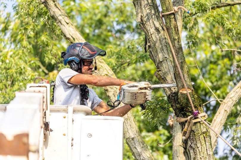 precision weeping cherry tree trimming in geneva in