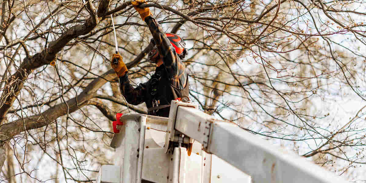 who is responsible for tree trimming