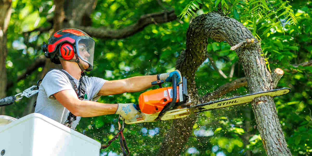 benefits of tree removal