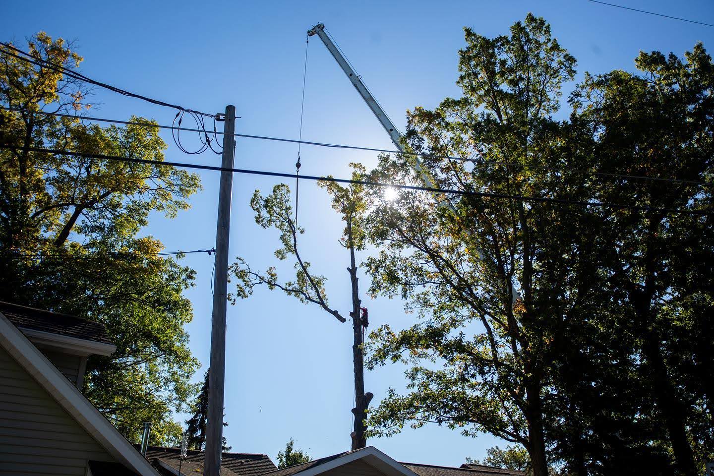 expert tree removal in albion in transforms a clients home