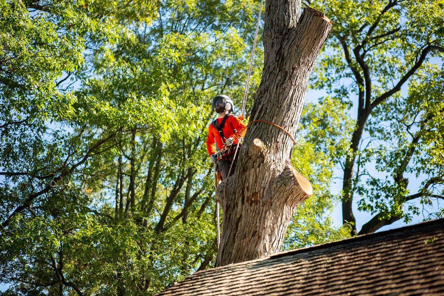 expert tree removal in albion in transforms a clients home