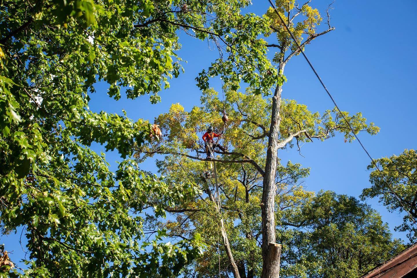 expert tree removal in albion in transforms a clients home