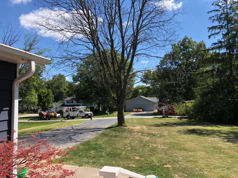 professional tree removal in albion in