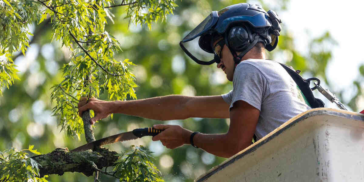 seasonal pruning